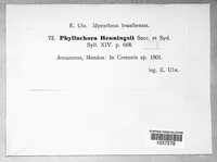Phyllachora henningsii image